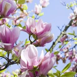 Fragrant Magnolia Collection -Garden Bulbs Store 510013 3
