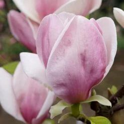 Magnolia Soulangeana -Garden Bulbs Store 510156 4