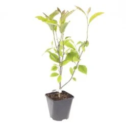 Magnolia Soulangeana -Garden Bulbs Store 510156 5