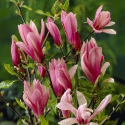 Magnolia 'Susan' -Garden Bulbs Store 510157 1