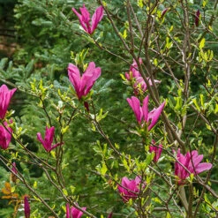 Magnolia 'Susan' -Garden Bulbs Store 510157 3