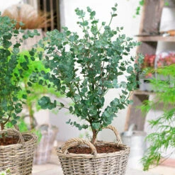 Pair Of Eucalyptus Gunnii 'Azura' 6 Pair Of Eucalyptus Gunnii 'Azura' -Garden Bulbs Store 510160 1