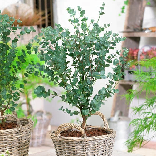 Pair Of Eucalyptus Gunnii 'Azura' 4 Pair Of Eucalyptus Gunnii 'Azura' - Image 2