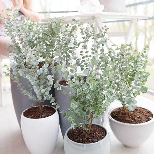Pair Of Eucalyptus Gunnii 'Azura' 5 Pair Of Eucalyptus Gunnii 'Azura' - Image 3