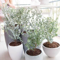 Eucalyptus Gunnii 'Azura' -Garden Bulbs Store 510161 2