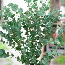Eucalyptus Gunnii 'Azura' -Garden Bulbs Store 510161 3