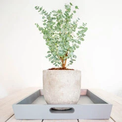 Eucalyptus Gunnii 'Azura' -Garden Bulbs Store 510161 4