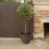 Holly Ilex X Meserveae 'Blue Maid' Standard -Garden Bulbs Store 510182