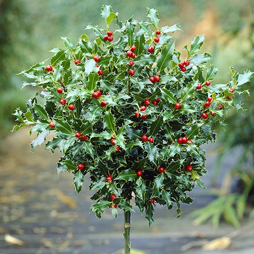 Holly Ilex X Meserveae 'Blue Maid' Standard 4 Holly Ilex X Meserveae 'Blue Maid' Standard - Image 2