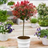 Standard Photinia 'Red Robin' Tree -Garden Bulbs Store 510183
