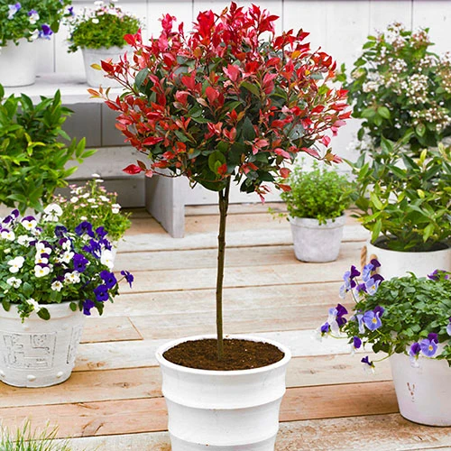 Standard Photinia 'Red Robin' Tree 3 Standard Photinia 'Red Robin' Tree