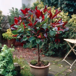 Standard Photinia 'Red Robin' Tree 9 Standard Photinia 'Red Robin' Tree -Garden Bulbs Store 510183 2