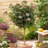 Viburnum Tinus Standard -Garden Bulbs Store 510191