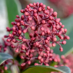 Viburnum Tinus Standard -Garden Bulbs Store 510191 2