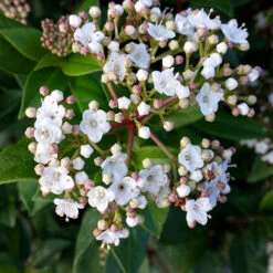 Viburnum Tinus Standard -Garden Bulbs Store 510191 4