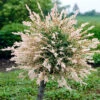 Flamingo Willow Salix 'Hakuro-nishiki' Tree -Garden Bulbs Store 510192