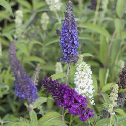 Tricolour Buddleia Butterfly Bush -Garden Bulbs Store 510198 2