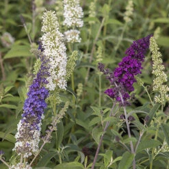 Tricolour Buddleia Butterfly Bush -Garden Bulbs Store 510198 3