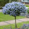 Hardy Ceanothus Standard Californian Lilac Tree 2 Hardy Ceanothus Standard Californian Lilac Tree -Garden Bulbs Store 510199