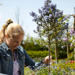 Hardy Ceanothus Standard Californian Lilac Tree -Garden Bulbs Store 510199 2