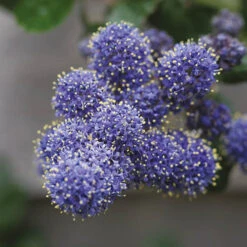 Hardy Ceanothus Standard Californian Lilac Tree -Garden Bulbs Store 510199 3