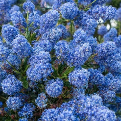 Hardy Ceanothus Standard Californian Lilac Tree -Garden Bulbs Store 510199 4