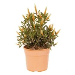 Callistemon Viminalis 'Hot Pink' -Garden Bulbs Store 510237 2