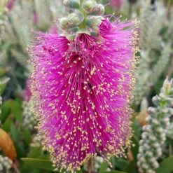 Callistemon Viminalis 'Hot Pink' -Garden Bulbs Store 510237 3