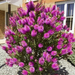 Callistemon Viminalis 'Hot Pink' -Garden Bulbs Store 510237 4