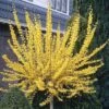 Forsythia 'Weekend' Standard -Garden Bulbs Store 510258