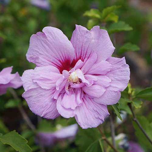 Hibiscus 'Chiffon Lavender' 4 Hibiscus 'Chiffon Lavender' - Image 2