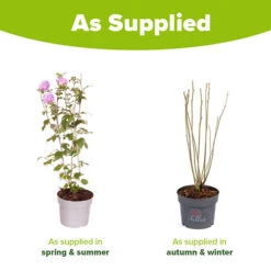 Hibiscus 'Chiffon Lavender' 9 Hibiscus 'Chiffon Lavender' -Garden Bulbs Store 510272 3