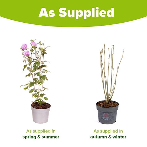 Hibiscus 'Chiffon Lavender' 6 Hibiscus 'Chiffon Lavender' - Image 4