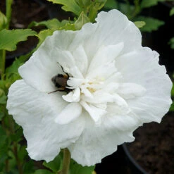 Hibiscus Syriacus 'White Chiffon' -Garden Bulbs Store 510273 1