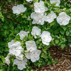 Hibiscus Syriacus 'White Chiffon' -Garden Bulbs Store 510273 2