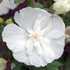 Hibiscus Syriacus 'White Chiffon' -Garden Bulbs Store 510273 3