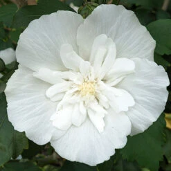 Hibiscus Syriacus 'White Chiffon' -Garden Bulbs Store 510273 5