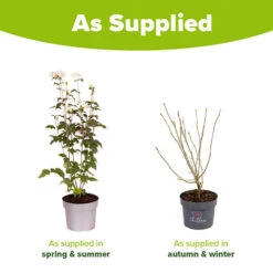 Hibiscus Syriacus 'White Chiffon' -Garden Bulbs Store 510273 6