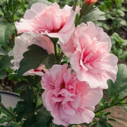 Hibiscus 'Chiffon Pink' -Garden Bulbs Store 510274 2