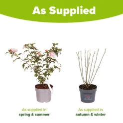 Hibiscus 'Chiffon Pink' -Garden Bulbs Store 510274 3