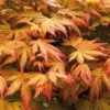 Acer Palmatum 'Orange Dream' -Garden Bulbs Store 510282