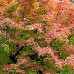 Acer Palmatum 'Orange Dream' 10 Acer Palmatum 'Orange Dream' -Garden Bulbs Store 510282 3