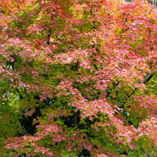 Acer Palmatum 'Orange Dream' 6 Acer Palmatum 'Orange Dream' - Image 4