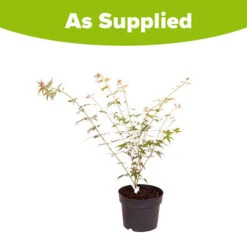 Acer Palmatum 'Orange Dream' 11 Acer Palmatum 'Orange Dream' -Garden Bulbs Store 510282 4