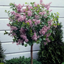 Lilac Syringa Palibin Standard -Garden Bulbs Store 510317 2