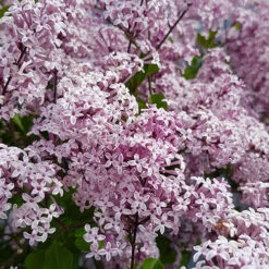 Lilac Syringa Palibin Standard -Garden Bulbs Store 510317 5