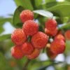Strawberry Tree - Arbutus Unedo -Garden Bulbs Store 510323