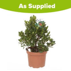 Strawberry Tree - Arbutus Unedo -Garden Bulbs Store 510323 3