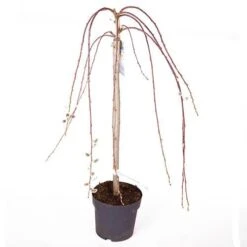 Weeping Willow Salix 'Kilmarnock' Standard Tree -Garden Bulbs Store 510326 2