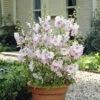 Patio Lavatera Mallow 'Barnsley Baby' -Garden Bulbs Store 510339